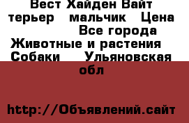 Вест Хайден Вайт терьер - мальчик › Цена ­ 35 000 - Все города Животные и растения » Собаки   . Ульяновская обл.